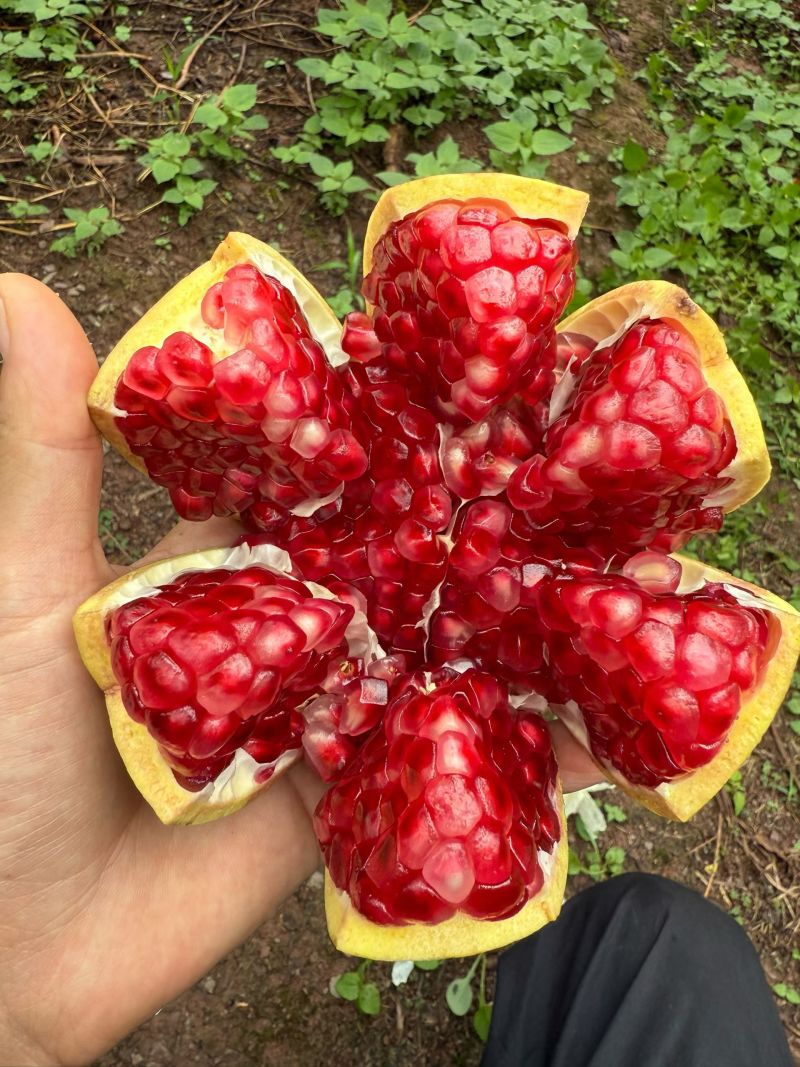 会理突尼斯软籽石榴