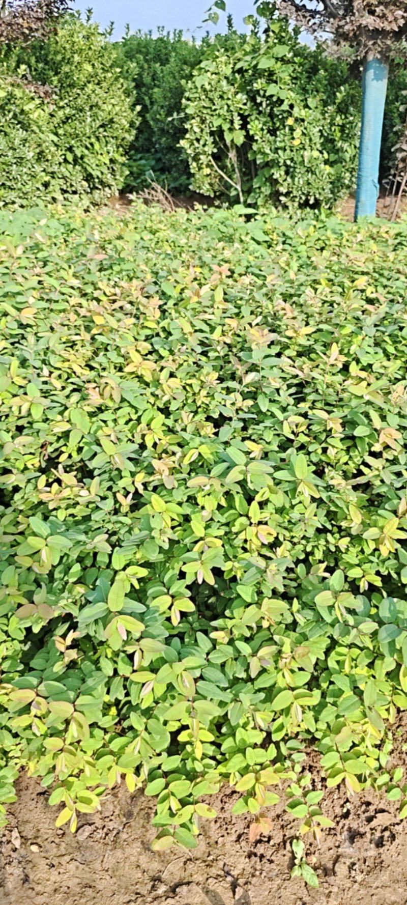 陕西金丝桃高55厘米冠福30厘米杯子13/15厘米