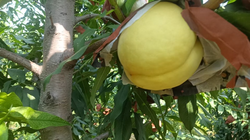 秋蜜白桃