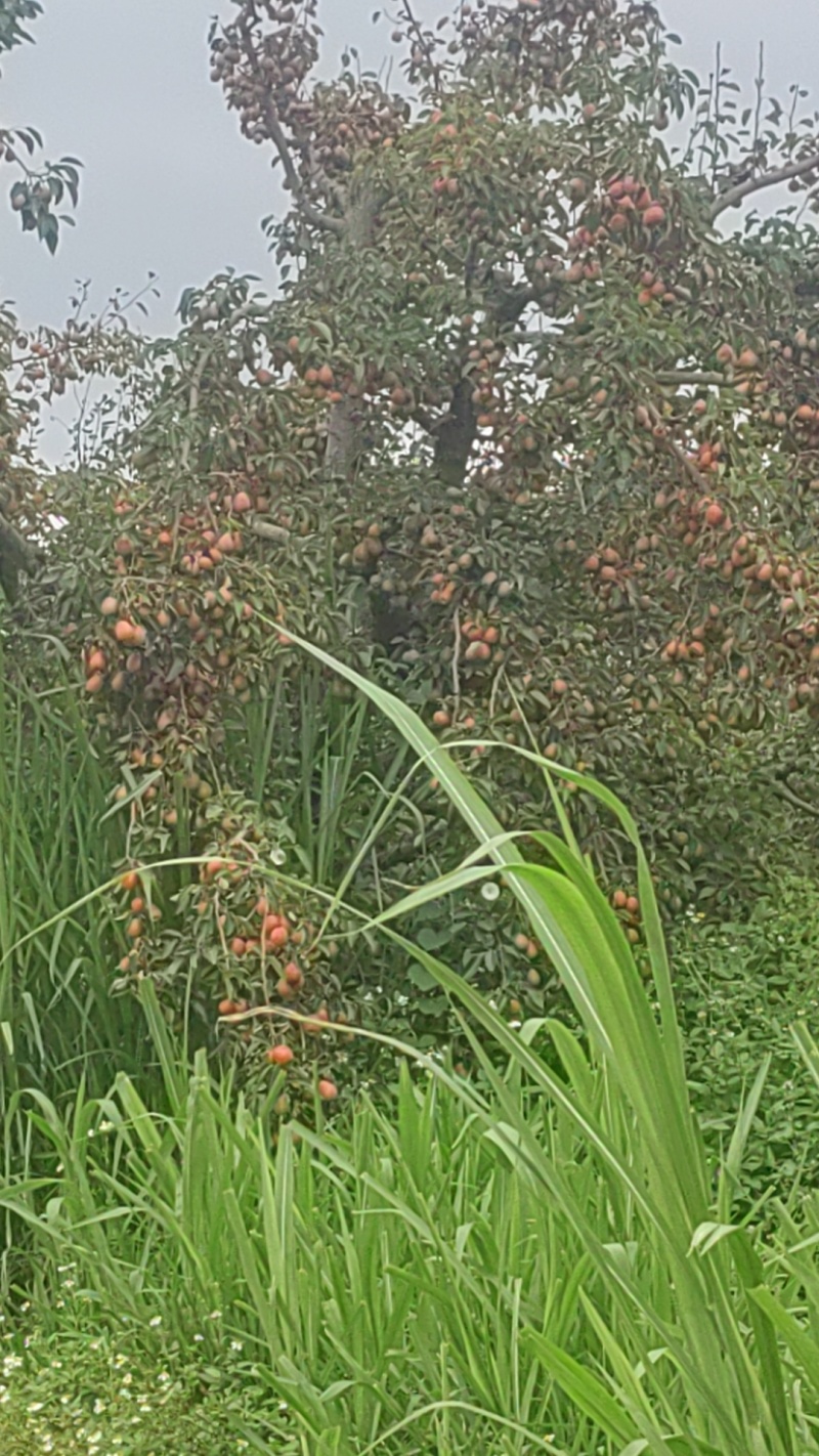 葫芦梨