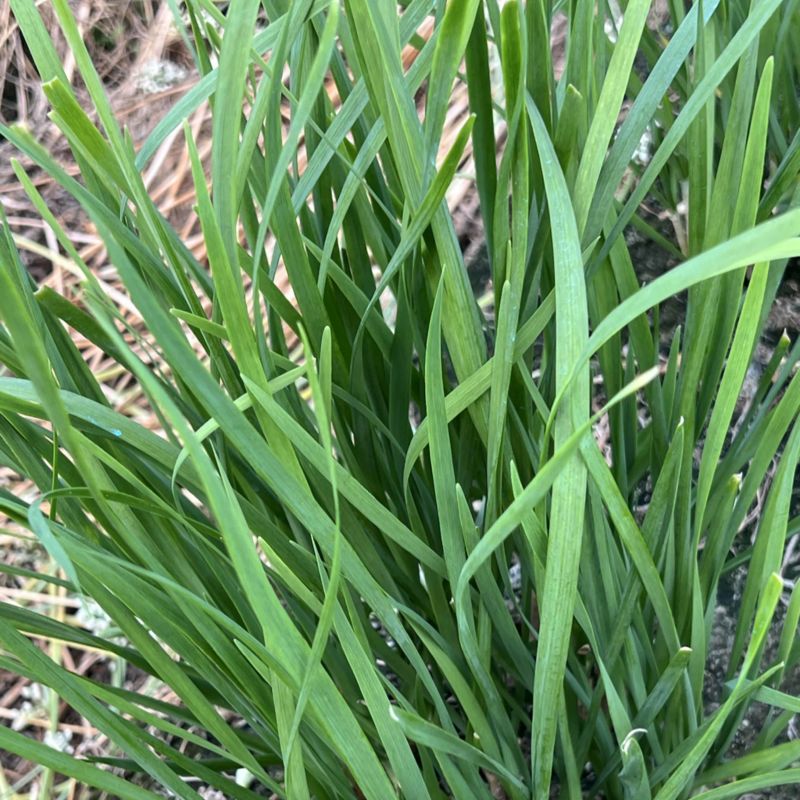 中小菜现接现割可实地考察3月-11月供货