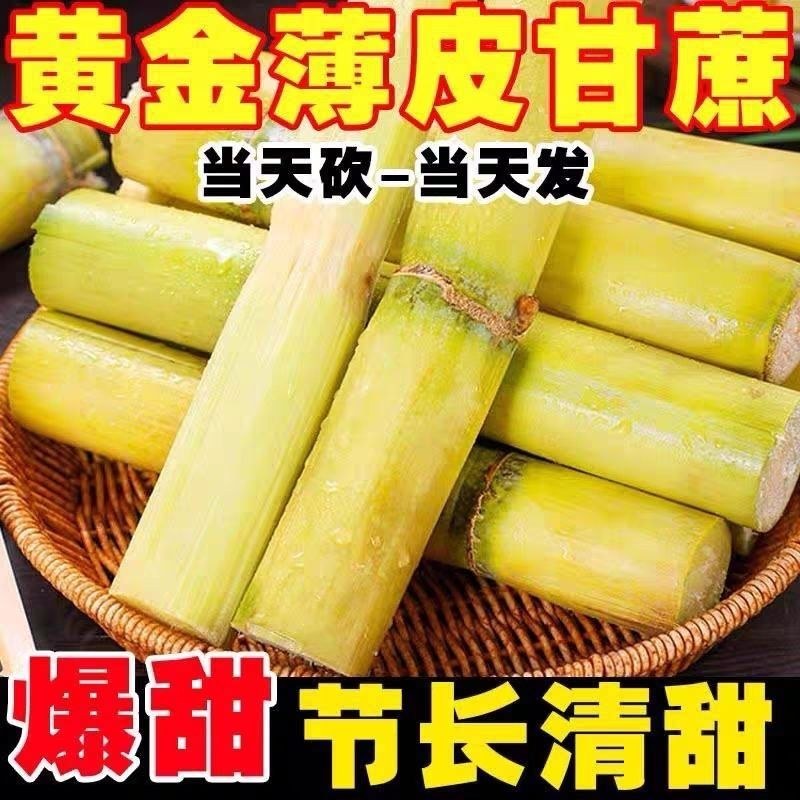 云南黄金水果甘蔗，青皮甘蔗