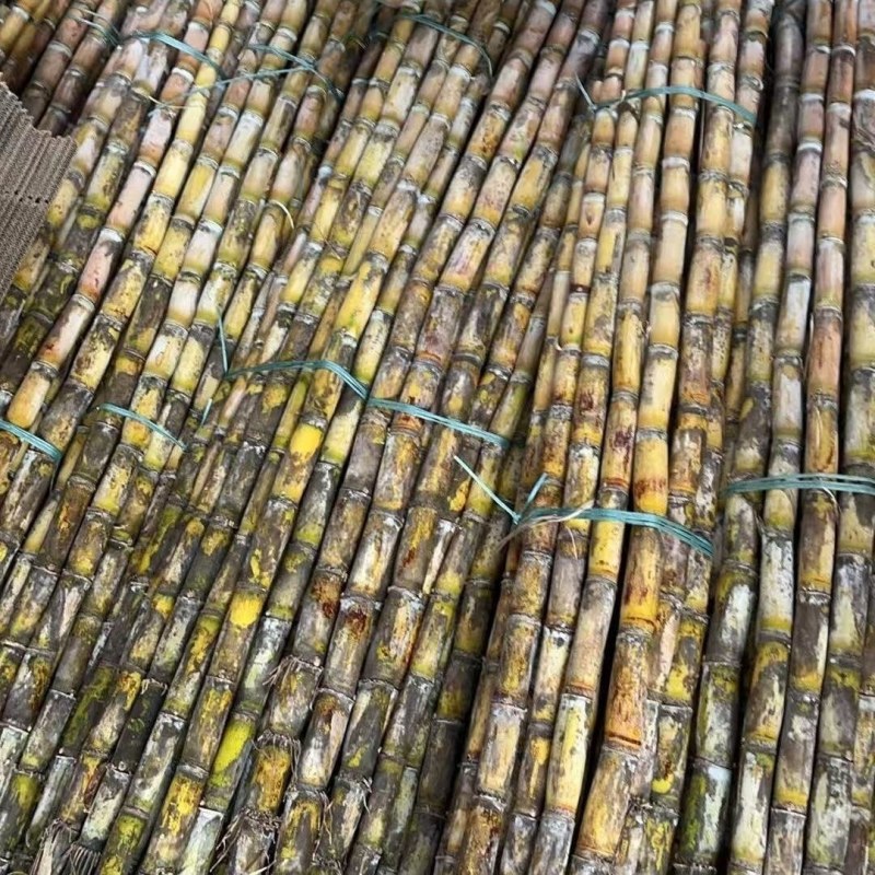 云南黄金水果甘蔗，青皮甘蔗