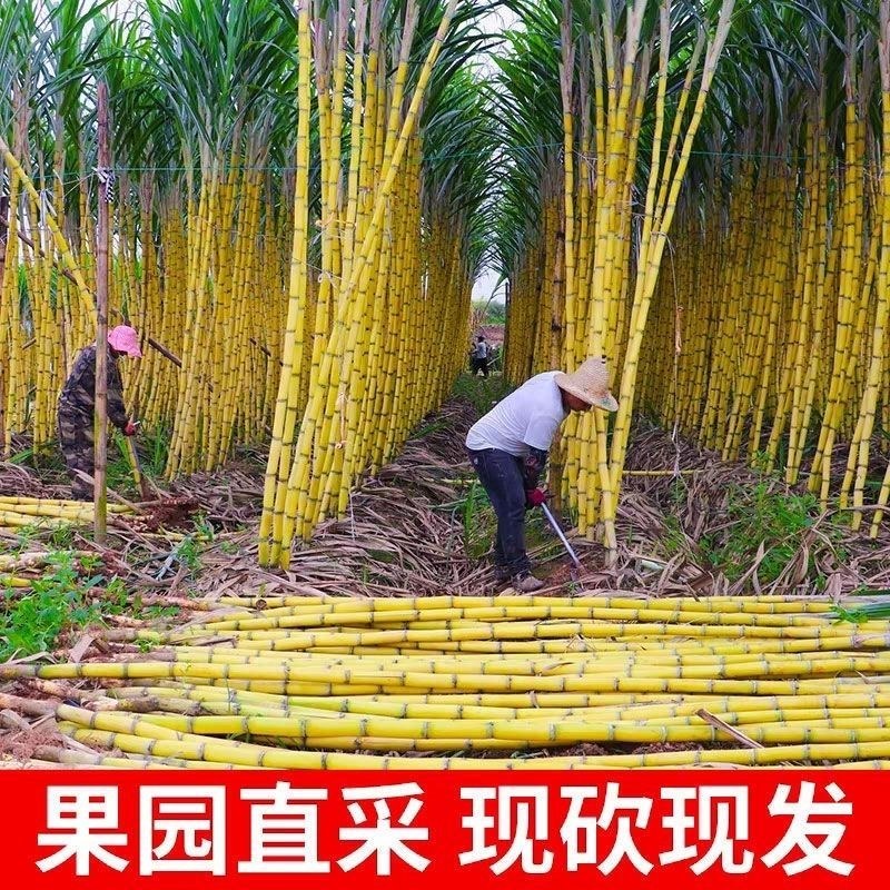 云南黄金水果甘蔗，青皮甘蔗