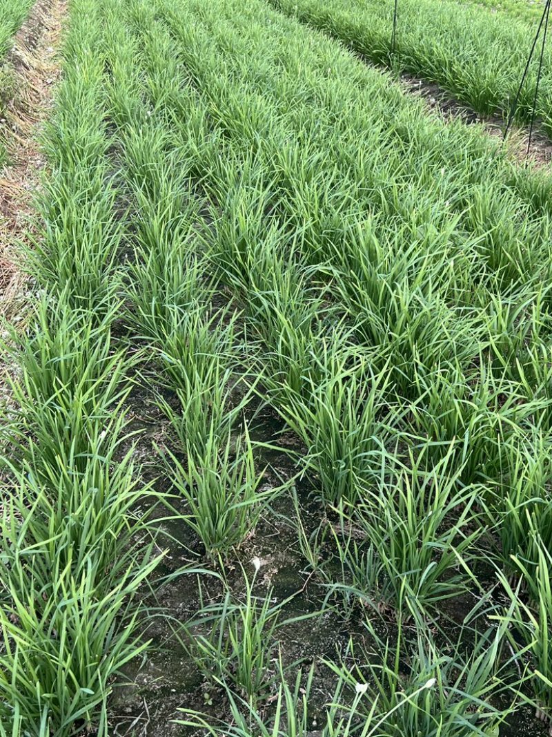 中小菜现接现割可实地考察3月-11月供货