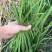 中小菜现接现割可实地考察3月-11月供货
