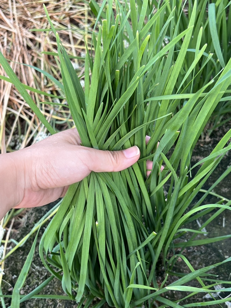 中小菜现接现割可实地考察3月-11月供货