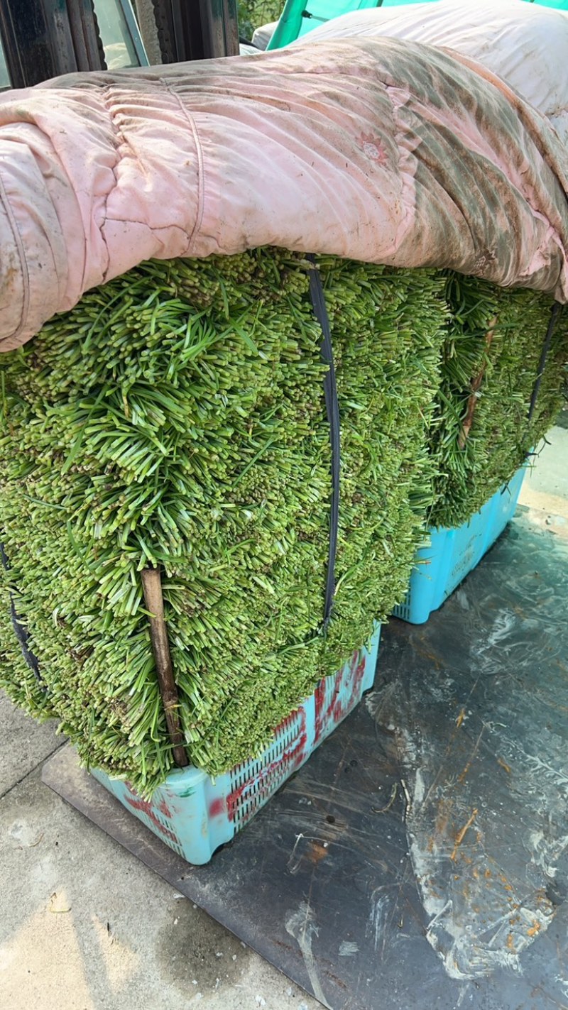 中小菜现接现割可实地考察3月-11月供货