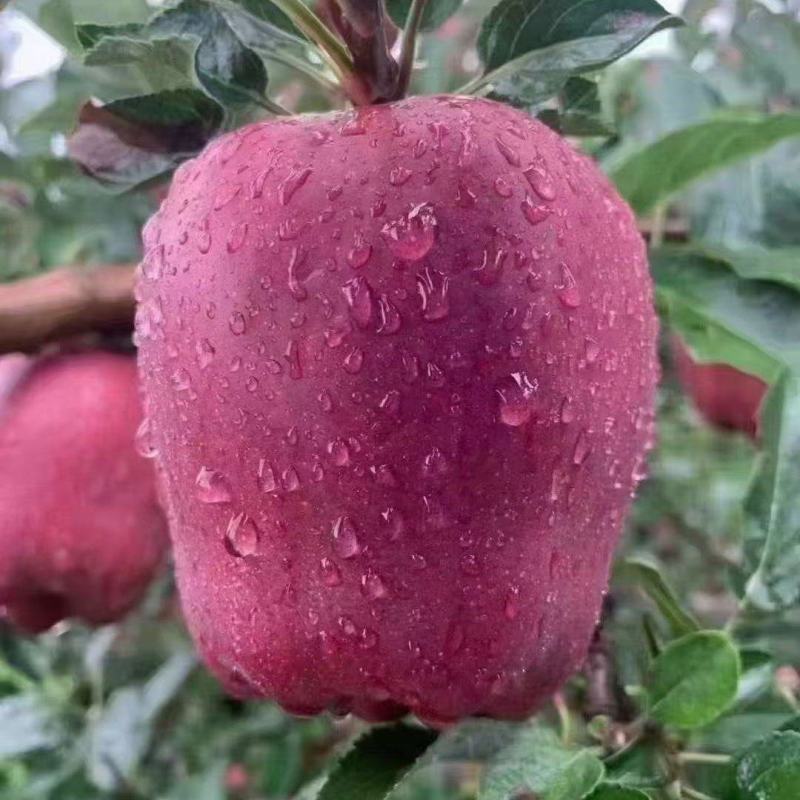 天水花牛苹果，客商联系