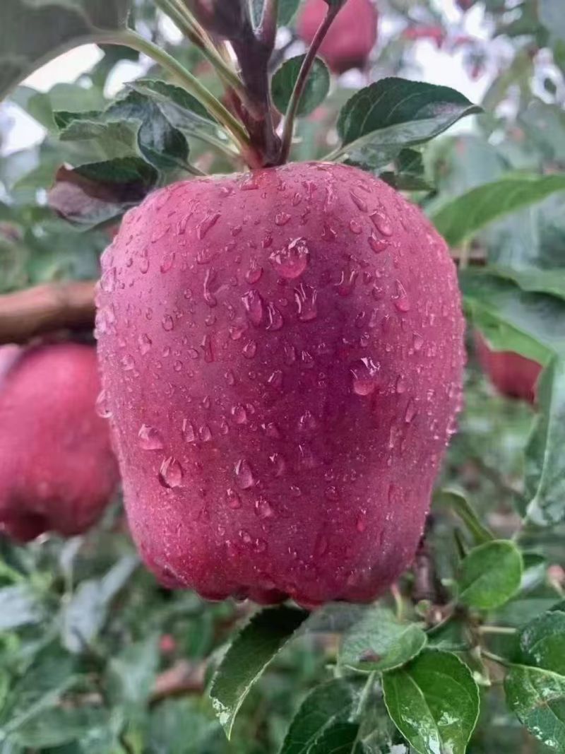 天水花牛苹果，客商联系