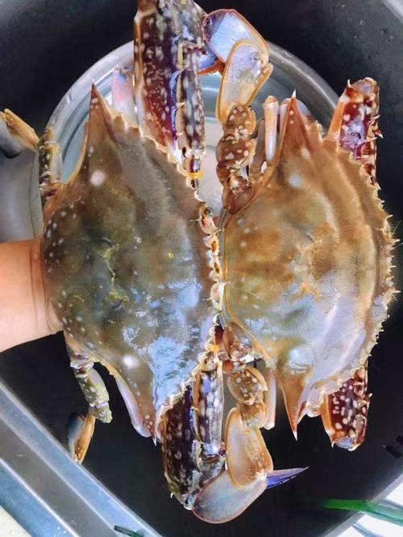 码头直供鲜活急冻梭子蟹海蟹，有肉很肥带黄，量大从优价格低