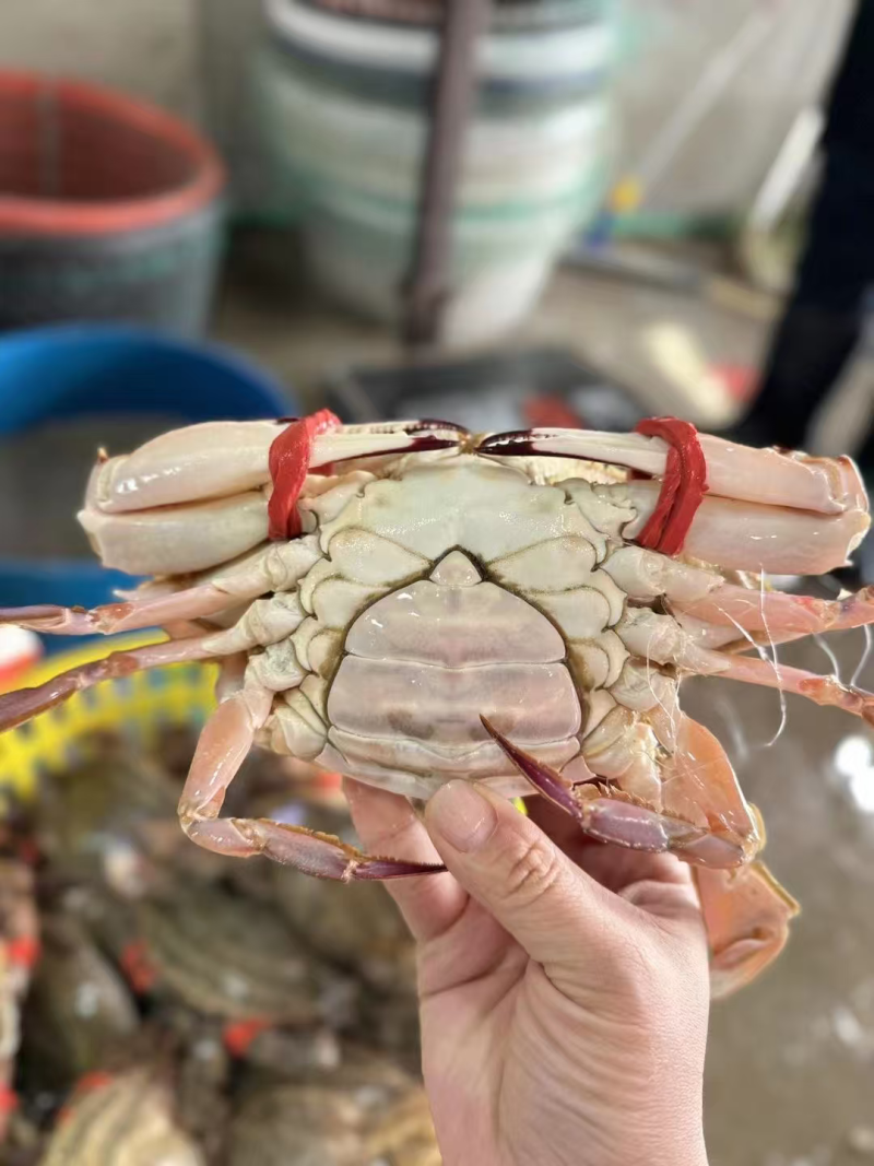 码头直供鲜活急冻梭子蟹海蟹，有肉很肥带黄，量大从优价格低