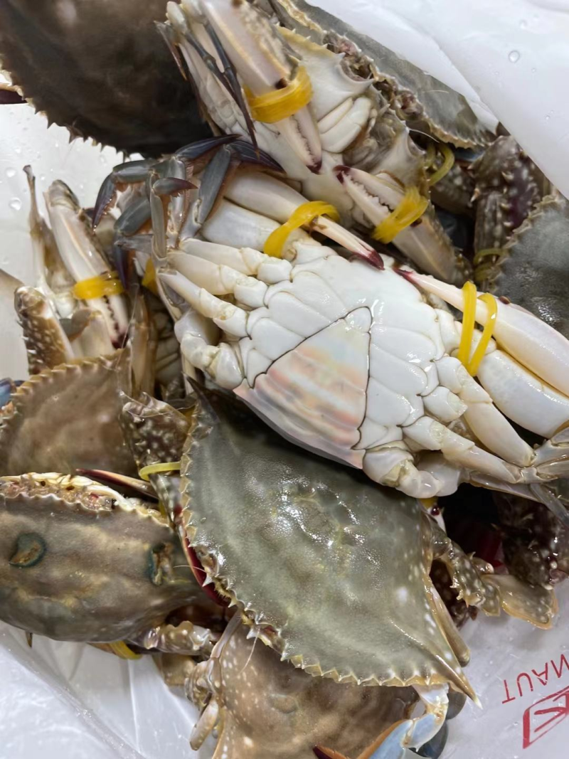 码头直供鲜活急冻梭子蟹海蟹，有肉很肥带黄，量大从优价格低