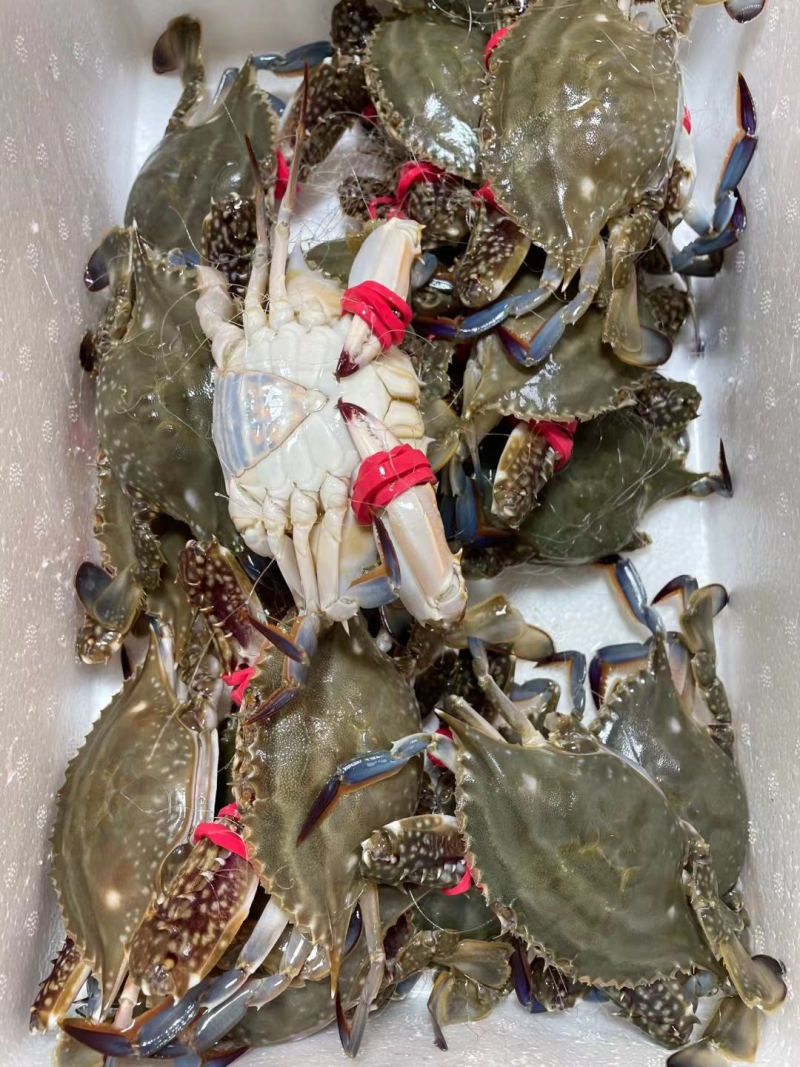 码头直供鲜活急冻梭子蟹海蟹，有肉很肥带黄，量大从优价格低