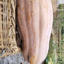 牛腿瓜大量出售