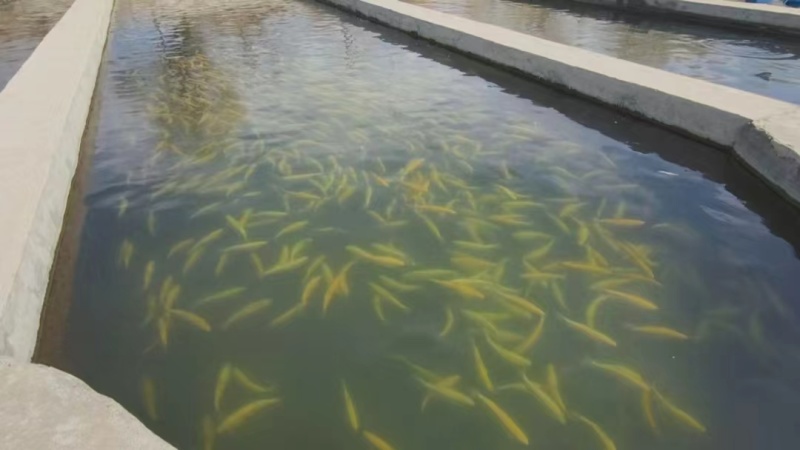 甘肃金昌大量鲑鱼虹鳟鱼七彩鲑金鳟鱼大量上市实力商家选购