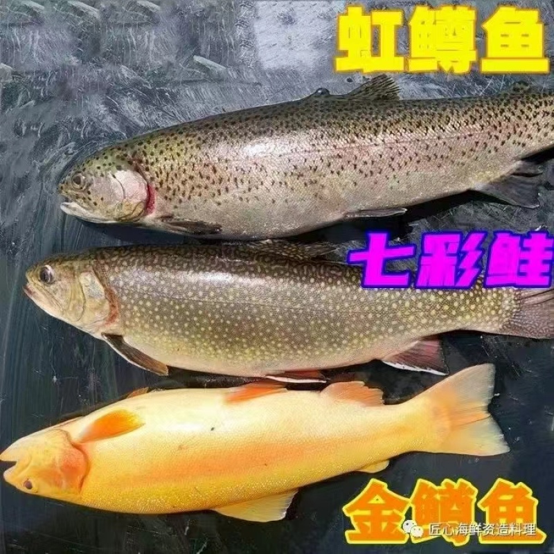 甘肃金昌大量鲑鱼虹鳟鱼七彩鲑金鳟鱼大量上市实力商家选购