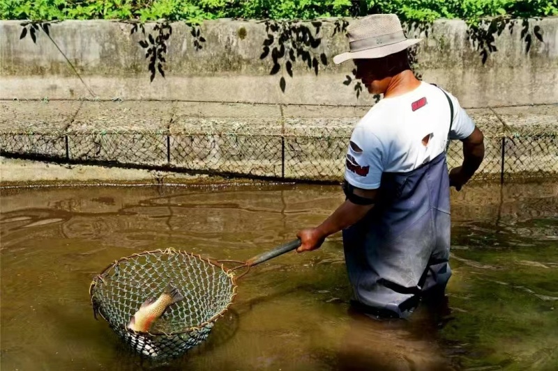 甘肃金昌大量鲑鱼虹鳟鱼七彩鲑金鳟鱼大量上市实力商家选购