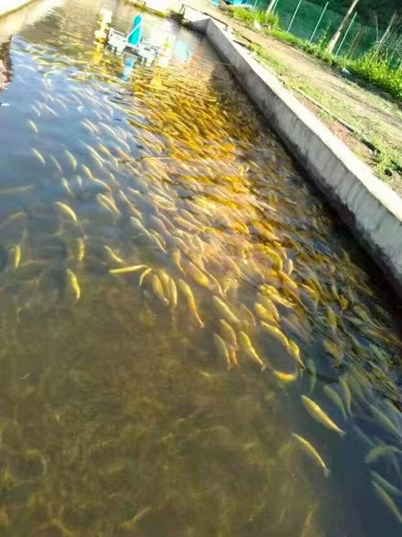 甘肃金昌大量鲑鱼虹鳟鱼七彩鲑金鳟鱼大量上市实力商家选购