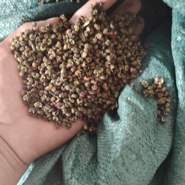 中国金阳青花椒