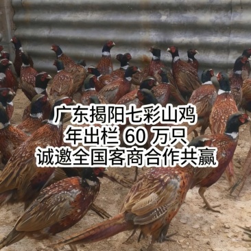 【广东七彩山鸡】产地发货质量保证价低，产地报当天行情价