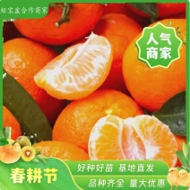 金秋沙糖桔大量上市品质保证甜润多汁量大价优