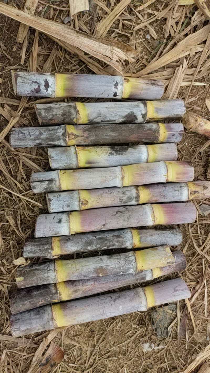 【推荐】甘蔗脱毒种苗/一手货源/视频看货/欢迎咨询