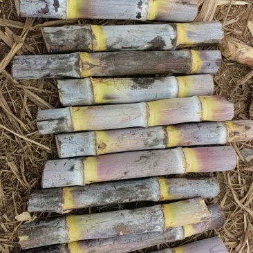 【推荐】甘蔗双芽段脱毒种苗/品质保证/广西区补贴六百一亩