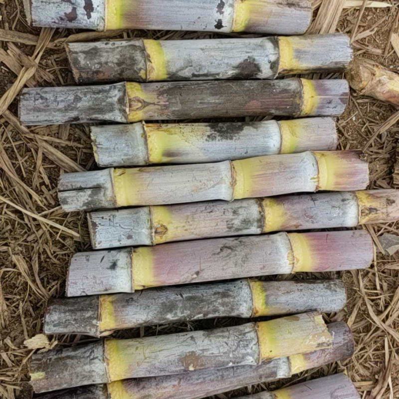 【推荐】甘蔗双芽段脱毒种苗/品质保证/广西区补贴六百一亩