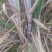 【推荐】甘蔗双芽段脱毒种苗/品质保证/广西区补贴六百一亩
