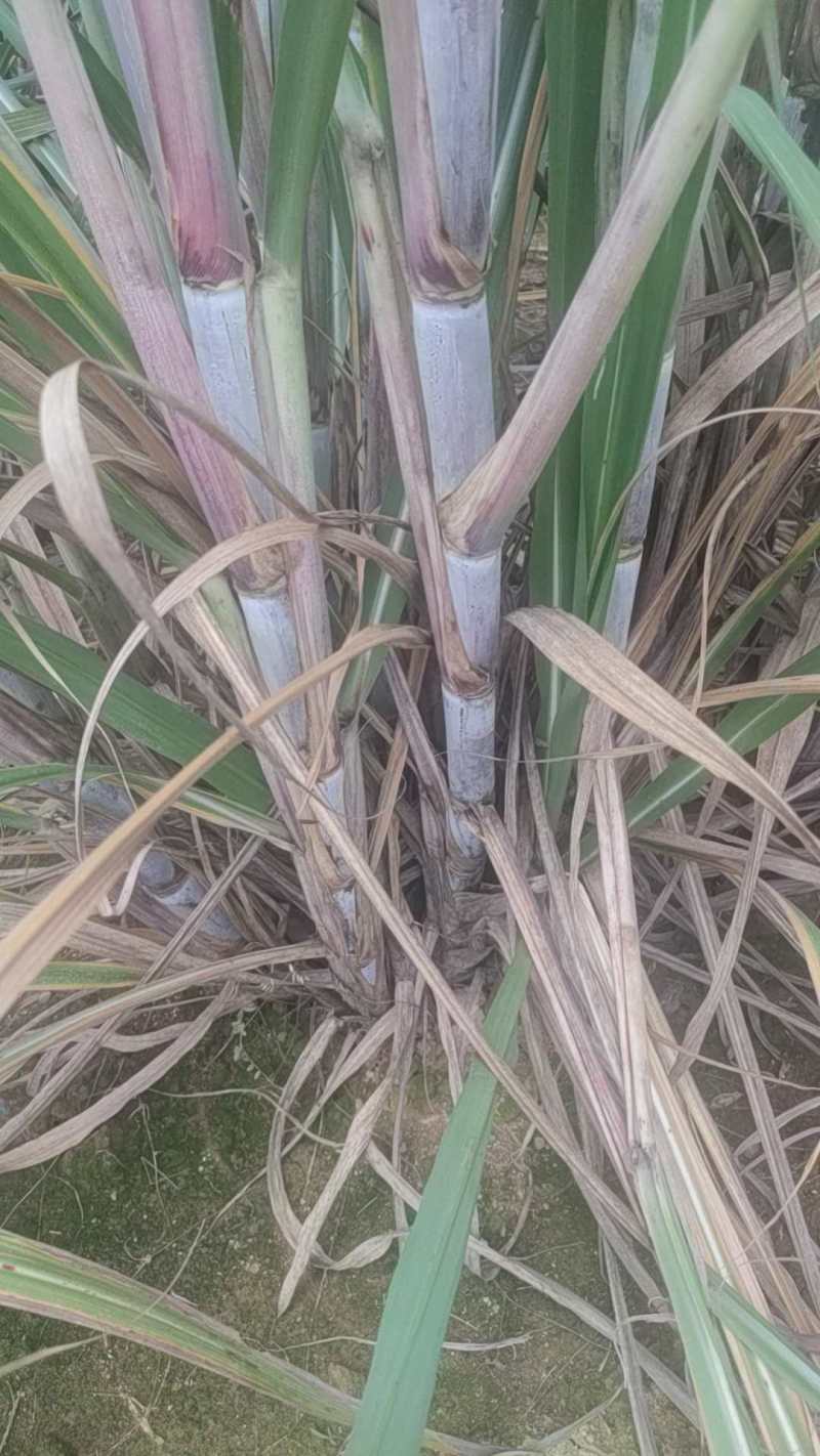 【推荐】甘蔗双芽段脱毒种苗/品质保证/广西区补贴六百一亩