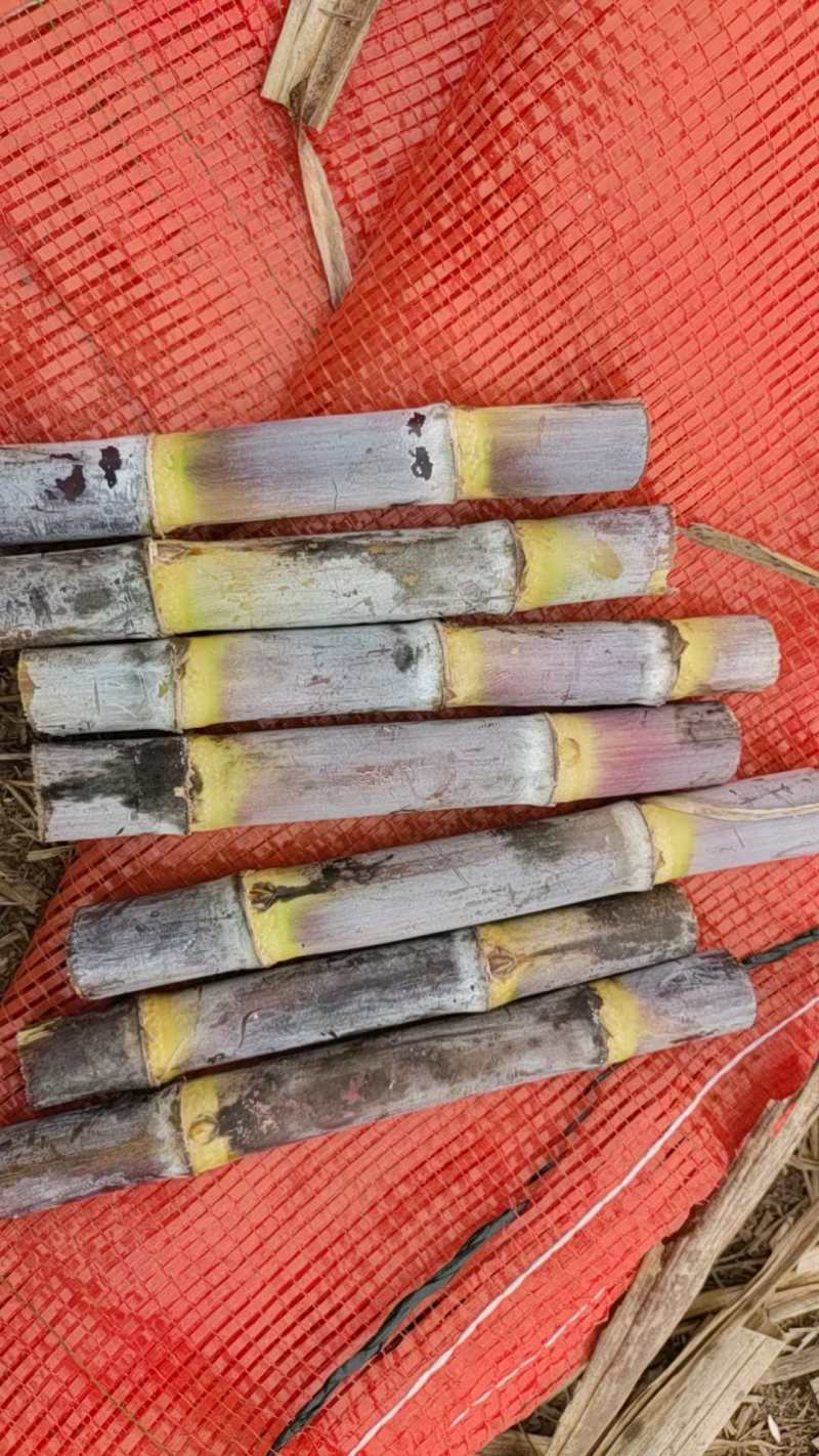 【推荐】甘蔗双芽段脱毒种苗/品质保证/广西区补贴六百一亩