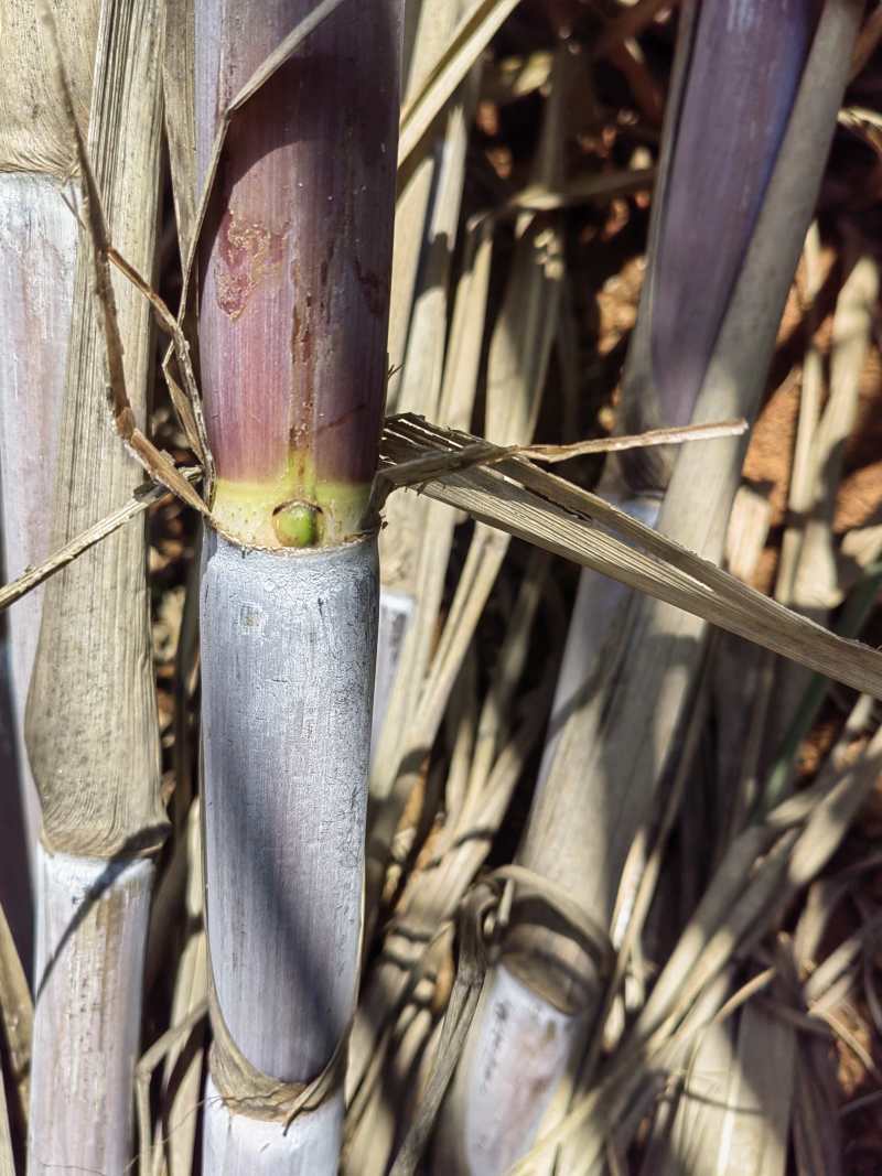 【推荐】甘蔗双芽段脱毒种苗/品质保证/广西区补贴六百一亩