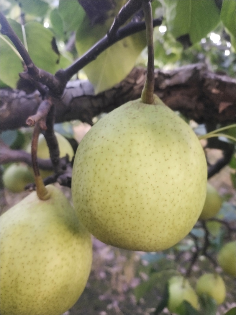 山东滨州阳信鸭梨