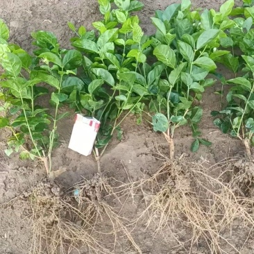 大量供应独杆茉莉花苗散苗带花苞发货根枝粗壮分枝多