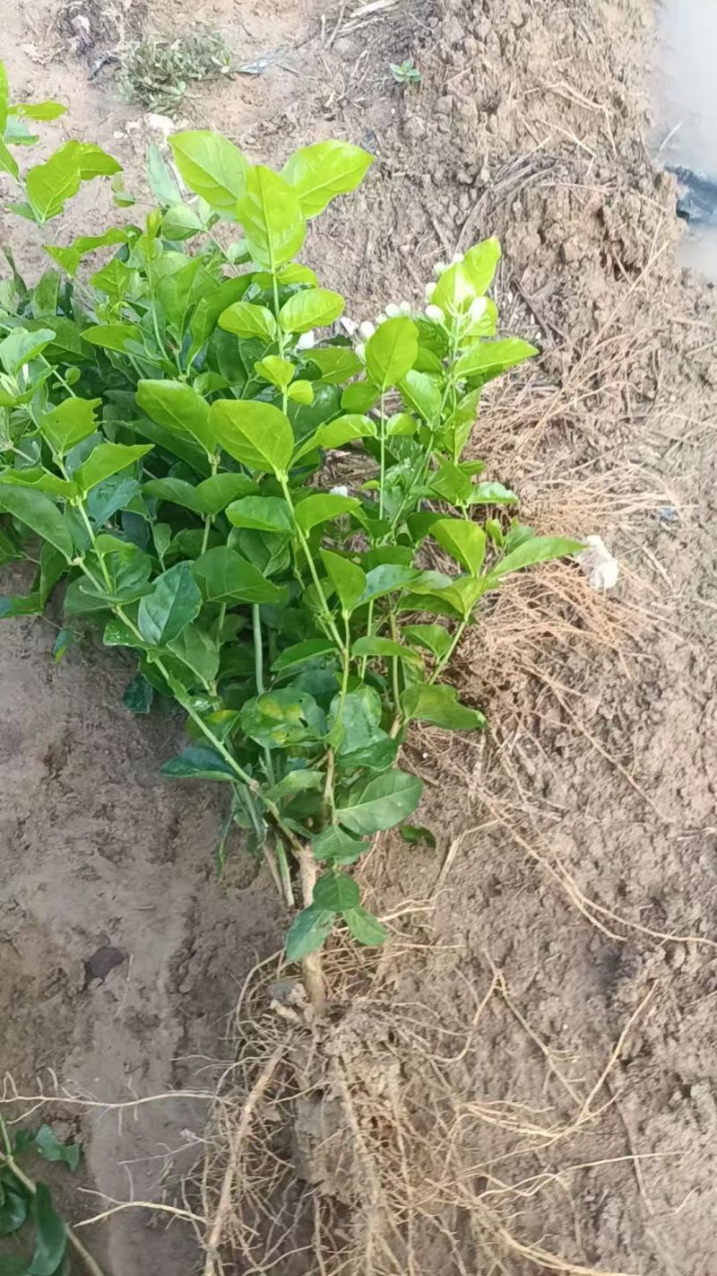 大量供应独杆茉莉花苗散苗带花苞发货根枝粗壮分枝多