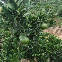 蜜橘重庆早熟蜜橘大量有货了基地直发一手货源
