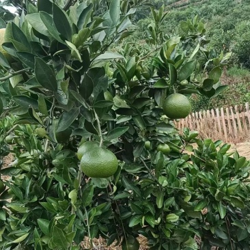 蜜橘重庆早熟蜜橘大量有货了基地直发一手货源