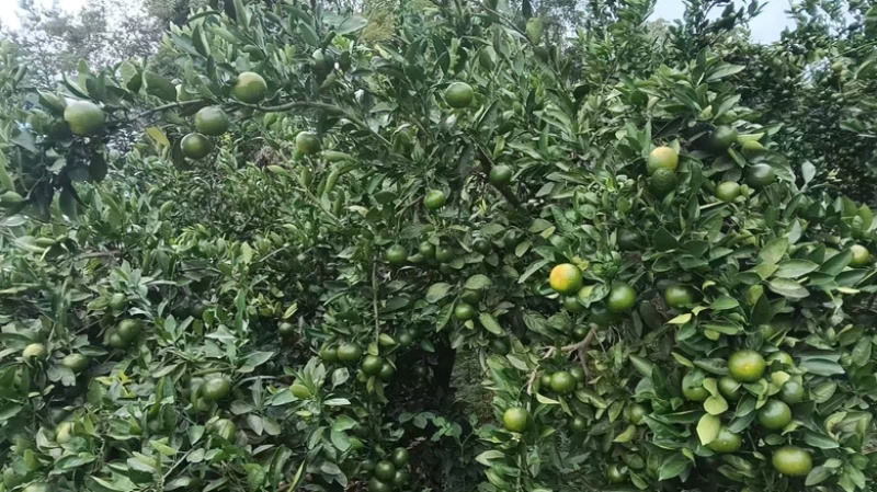 蜜橘重庆早熟蜜橘大量有货了基地直发一手货源