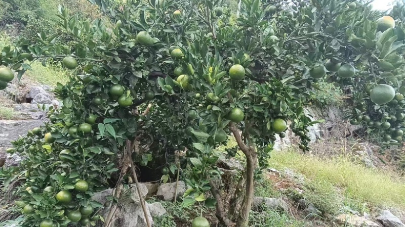 蜜橘重庆早熟蜜橘大量有货了基地直发一手货源