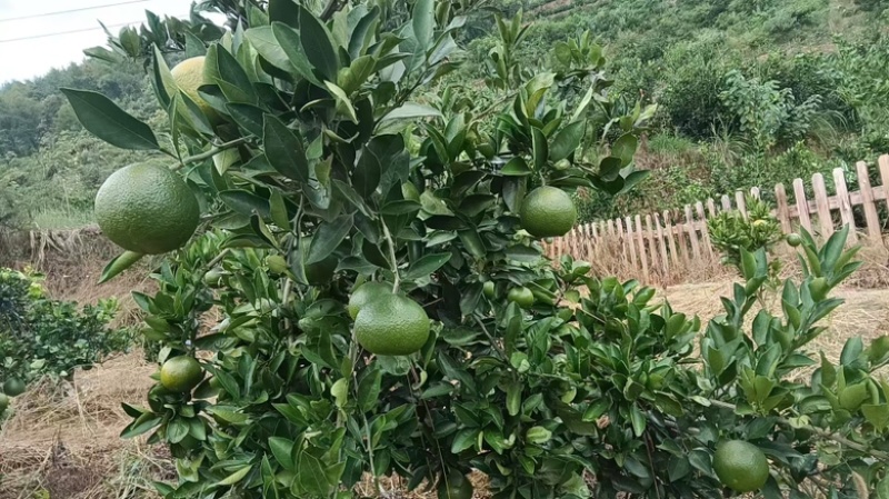 蜜橘重庆早熟蜜橘大量有货了基地直发一手货源