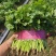 河南精品大叶香菜质量保证一手货源25-28公分手工好