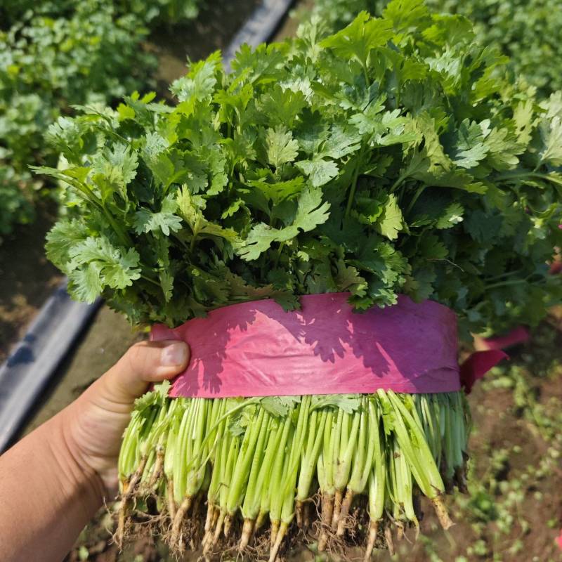 河南精品大叶香菜质量保证一手货源25-28公分手工好