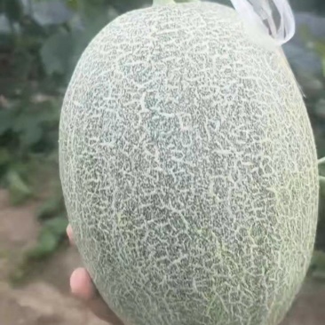 哈蜜瓜，晓蜜25