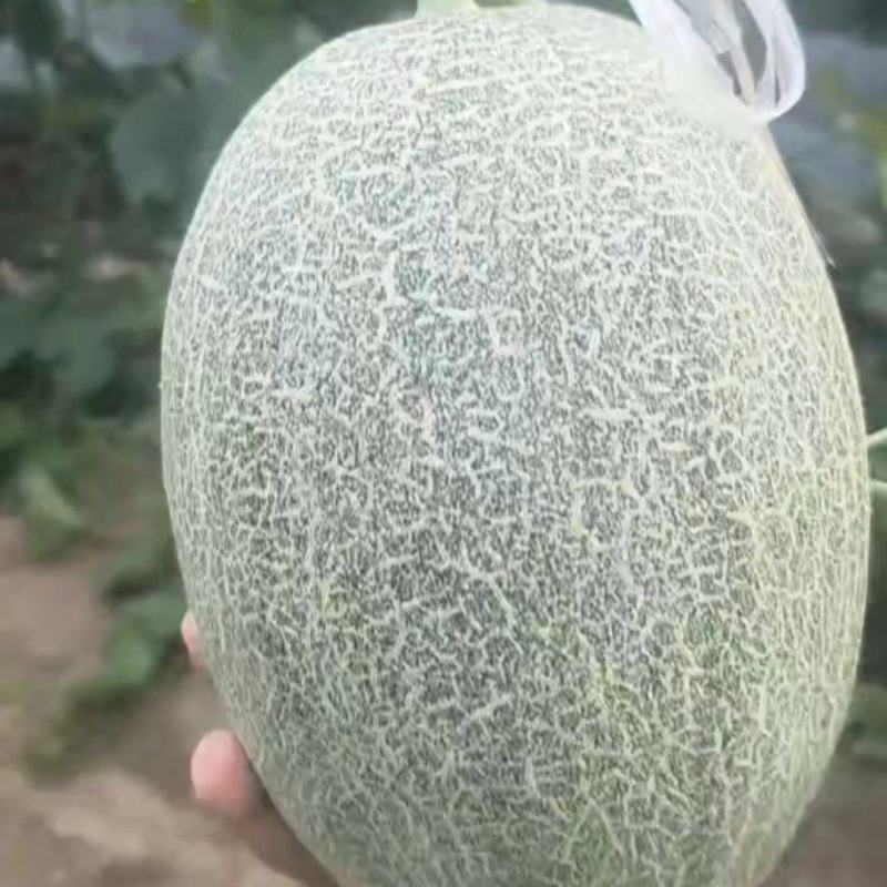哈蜜瓜，晓蜜25
