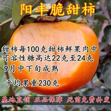 柿子树苗，阳丰脆甜柿子树苗基地直发实地考察签约合同包技术