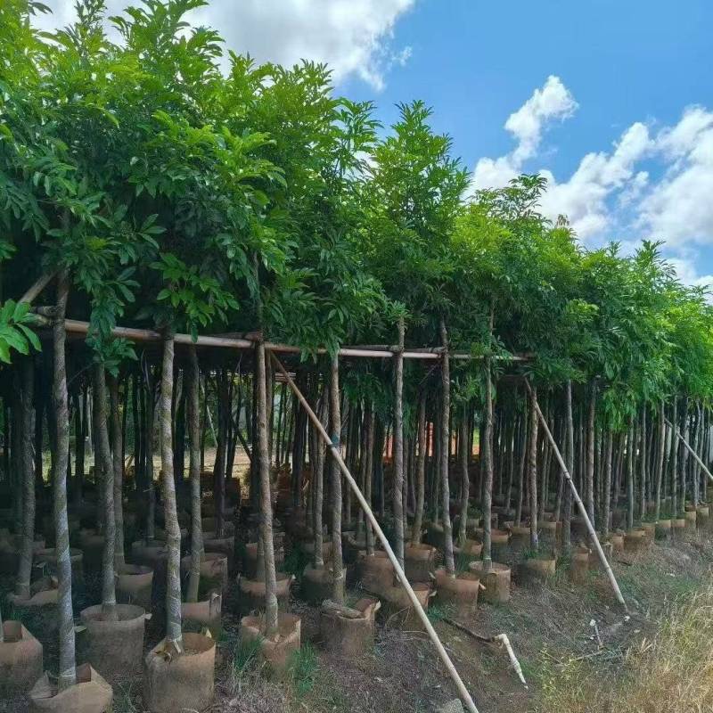 海南红豆树大树树苗米径5-8-10-12-15公分假植苗