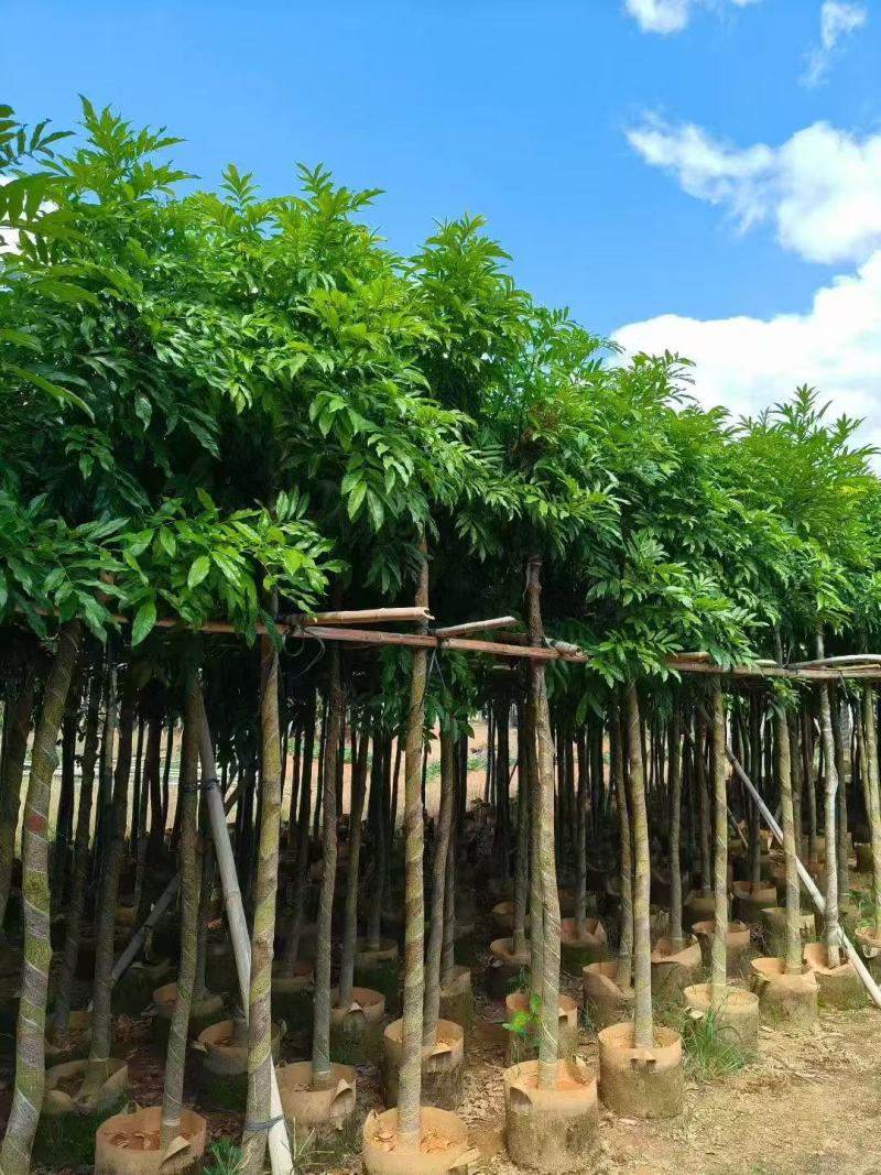 海南红豆树大树树苗米径5-8-10-12-15公分假植苗