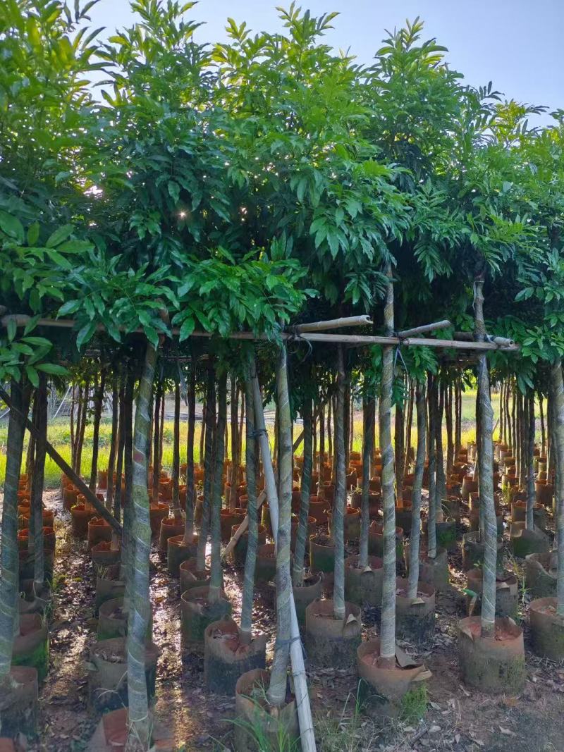 海南红豆树大树树苗米径5-8-10-12-15公分假植苗