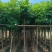 海南红豆树大树树苗米径5-8-10-12-15公分假植苗